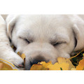7" x 5 " Greeting Cards - Blank #8<br>Item number: 055: Dogs