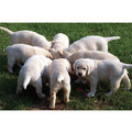 7" x 5 " Greeting Cards - Miscellaneous #7<br>Item number: 063: Dogs