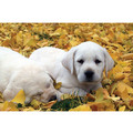 7" x 5 " Greeting Cards - Thank You #2<br>Item number: 054: Dogs Gift Products 