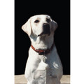 7" x 5 " Greeting Cards - Pet Loss / Sympathy #2<br>Item number: 027: Dogs