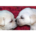 7" x 5 " Greeting Cards - Anniversary #2<br>Item number: 046: Dogs Gift Products Greeting Cards 