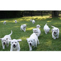 7" x 5 " Greeting Cards - Get Well #3<br>Item number: 071: Dogs Gift Products Greeting Cards 