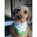 Blossom: Dogs Accessories Bandanas 