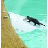climbing_possum_08.jpg