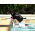 ppdoggy02.jpg