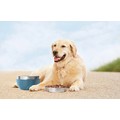 KURGO WANDER PAIL DOG BOWL