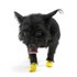 black_dog_in_xxs.1.jpg