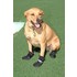 mypaws02.jpg