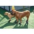 mypaws03.jpg