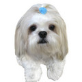 Felt Hair Band: Pet Boutique Products