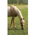 hoofwrapsongrazinghorse.jpg