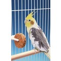 Seed Treat Discs: Birds Feeding Bowls 