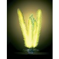 AQUA-PLANT GLO-LITES - Club Moss: Fish Aquarium Products 