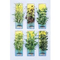 BUSHY PLANTS+PLUS - Great for reptiles, too!: Fish Aquarium Products 