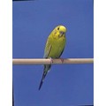 Wood Perches (2/Pkg)
