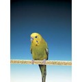 Cement Perches - Wood Frame